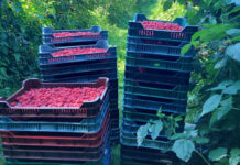 Plantatorzy malin w Serbii blokują mroźnie i żądają wyższych cen skupu