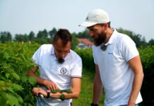 Maliny – aktualna sytuacja na plantacjach, Czerwińsk nad Wisłą, 03.07.2022