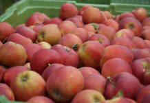 Holandia: Równe zbiory jabłek i nieco więcej gruszek niż w 2021 roku