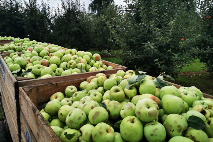 ceny jabłek Antonowka