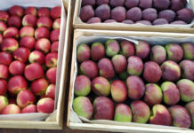 Dwa „standardy” cenowe w hurtowej sprzedaży jabłek