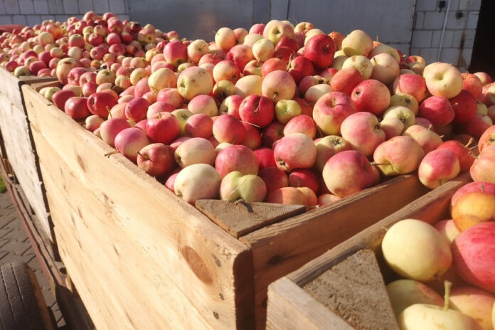 ceny jabłek przemysłowych