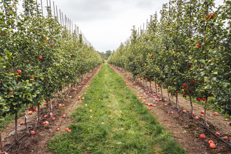 Jakie odmiany jabłoni sadzą Amerykanie?