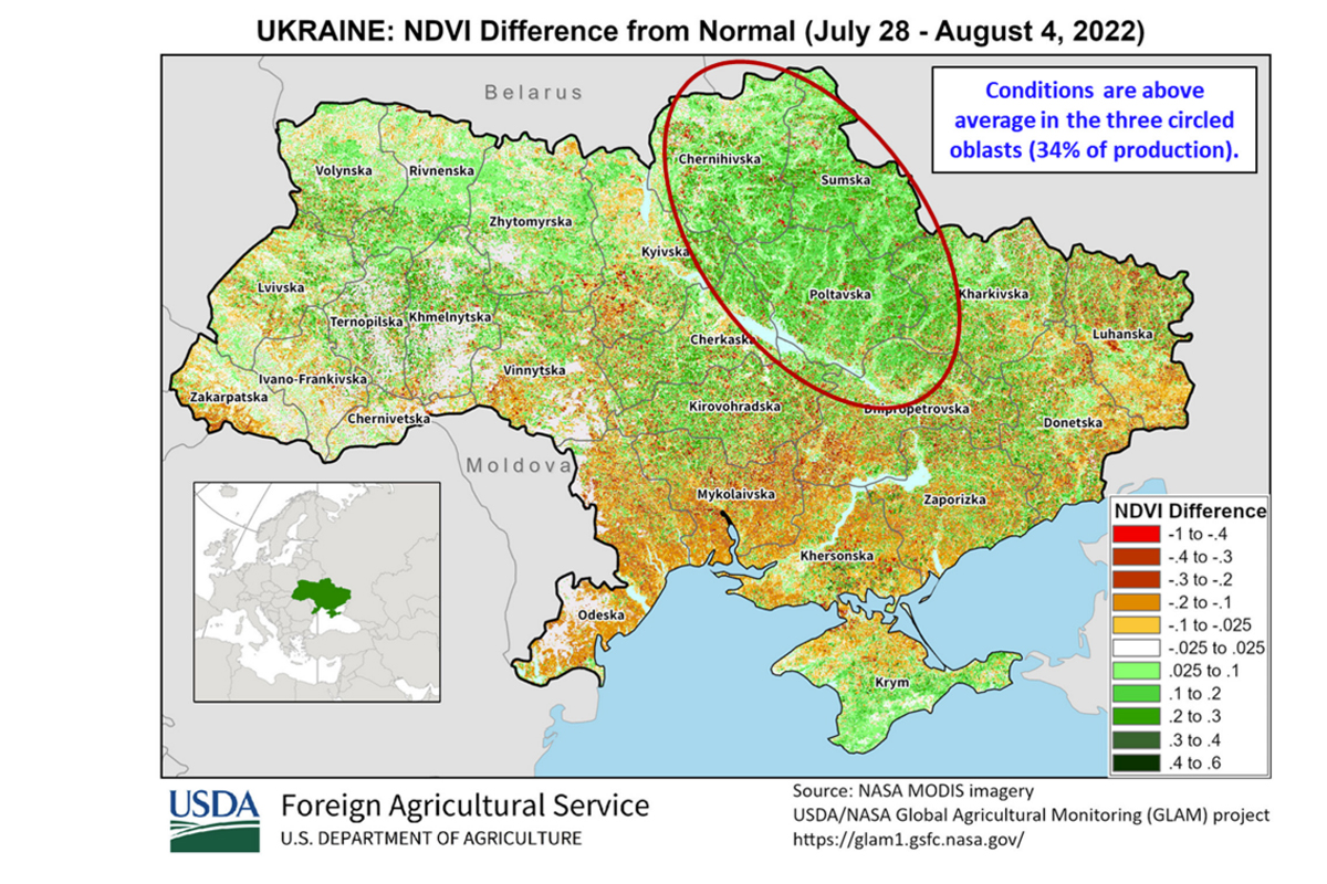 zbiory zbóż na Ukrainie
