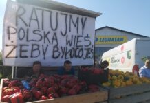Co mają wspólnego śliwki, czereśnie i papryka?