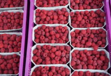 Ceny owoców miękkich w grupach producenckich – 01.08.2022