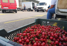 Z roku na rok produkcja większa o jedną trzecią?