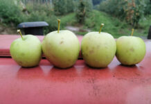 gradobicie