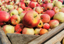 Jabłka przemysłowe: Ceny są wyjątkowo niskie jak na dzisiejsze realia