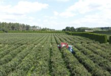 Przetestuj kombajn do zbioru borówek na własnej plantacji!