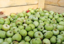 Informowanie o spadku cen „przemysłu” dowodzi niedoboru jabłek