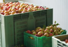 Koszt wyprodukowania kilograma jabłek rośnie – najnowsze wyliczenia ODR-u