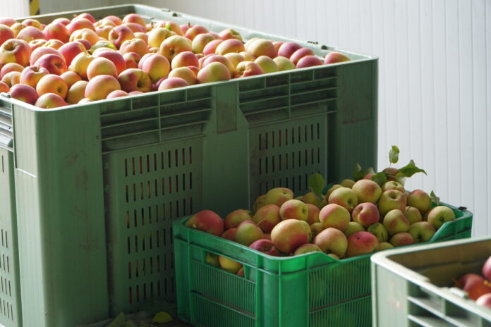 koszt produkcji jabłek