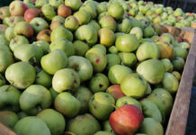 Jabłka przemysłowe: Na spadkach zarabiają wszyscy oprócz producenta