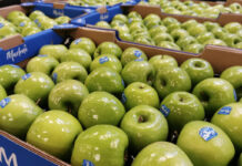 Jaki jest import świeżych jabłek do Polski?