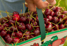 Konsumpcja, eksport i import czereśni w Unii Europejskiej