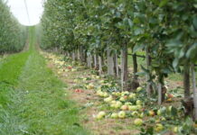 Jabłka przemysłowe we Włoszech – zwrot sytuacji