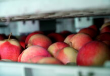 Ceny jabłek deserowych dla dostawców nieco wzrosły, czy wzrosną ceny dla sadownika?