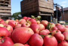 Sytuacja z jabłkami przemysłowymi – jeszcze wolny rynek czy już „wolna amerykanka”?