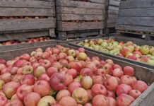 Rekordowy import koncentratu jabłkowego z Ukrainy w lipcu