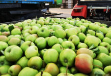 W październiku ceny jabłek przemysłowych powinny być najwyższe