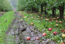 opady deszczu zbiory jabłek
