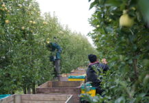 pracownicy do zbioru jabłek