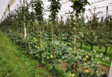 W Holandii coraz mniej sadów jabłoniowych. Areał sadów gruszowych stabilny