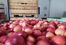 We wrześniu wyeksportowaliśmy jabłka do 15 krajów (poza UE)