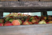 jabłka do przetwórstwa