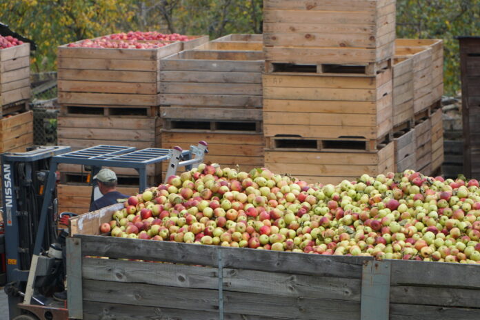 jablka przemysłowe z ukrainy