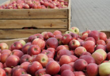 Sadownicy powinni otrzymywać za jabłka 1,50 zł/kg po zbiorach i ponad 2,00 zł/kg na wiosnę