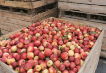 Dopłaty i wsparcie do jabłek przemysłowych służą przetwórcom, a nie sadownikom