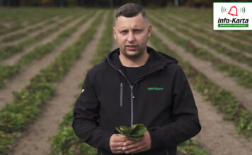 tomasz domanski agrosimex