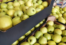 Mniejszy eksport jabłek do Egiptu ma znaczenie dla całej Unii