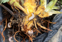 Doradca Jagodowy: Zwalczanie szkodników glebowych jesienią