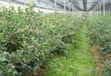 Torfowy przekręt. Plantatorzy wpłacili zaliczki, a towaru nie dostali