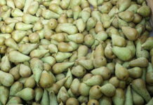 Od szczytu zbiorów wzrosły ceny gruszek w Belgii i Holandii