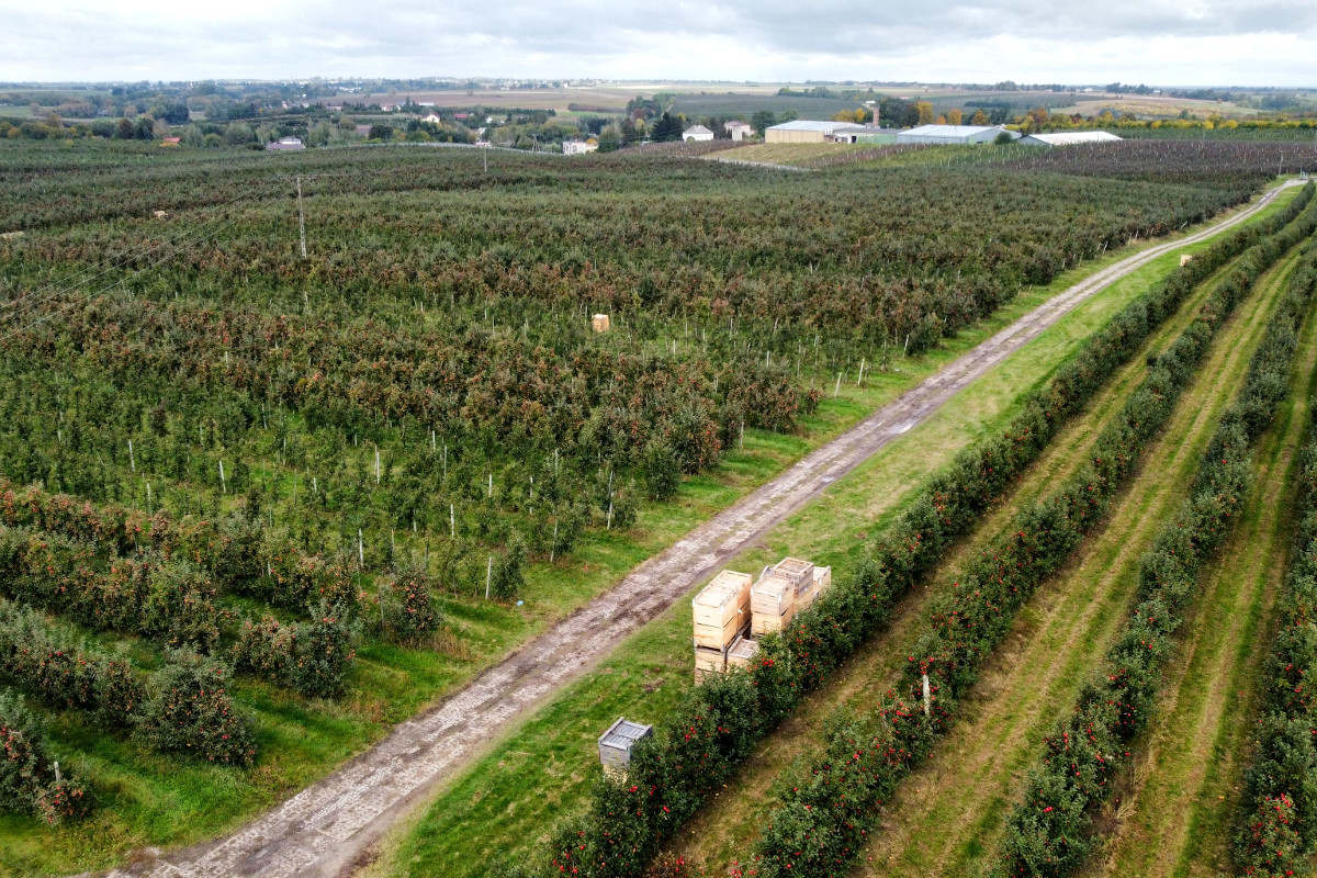 Zbiory jabłek 2022 w Lipowej – 150-ha sadu w sandomierskim, 11.10.2022 [Video]