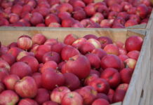 Sadownicy rezygnują z długiego przechowywania jabłek