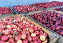 Realnie ceny jabłek w kontraktacji są znacznie niższe od ubiegłorocznych