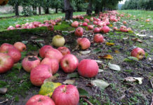 Dostawy jabłek przemysłowych nie były i nie są rekordowe