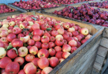 rynek jabłek przemysłowych