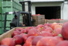 Poszukiwane gospodarstwa sadownicze chętne sortować jabłka