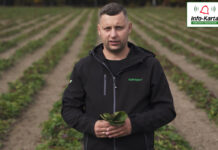 Jesienne zabiegi na plantacji truskawek – komunikat jagodowy Agrosimex, 07.10.2022