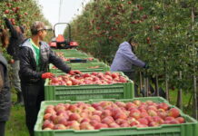 Produkcja jabłek w Polsce powinna zostać zmniejszona o 1 milion ton?