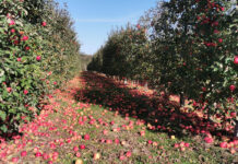Amerykanie oszacowali też tegoroczną produkcję jabłek przemysłowych