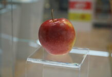 Alnova – nowa odmiana jabłek, która może być sprzedawana jako wczesna Pinova