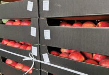 Jabłka deserowe: Lepszy wynik eksportowy w październiku