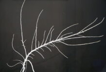 Nowy system prowadzenia drzew FlagTree®